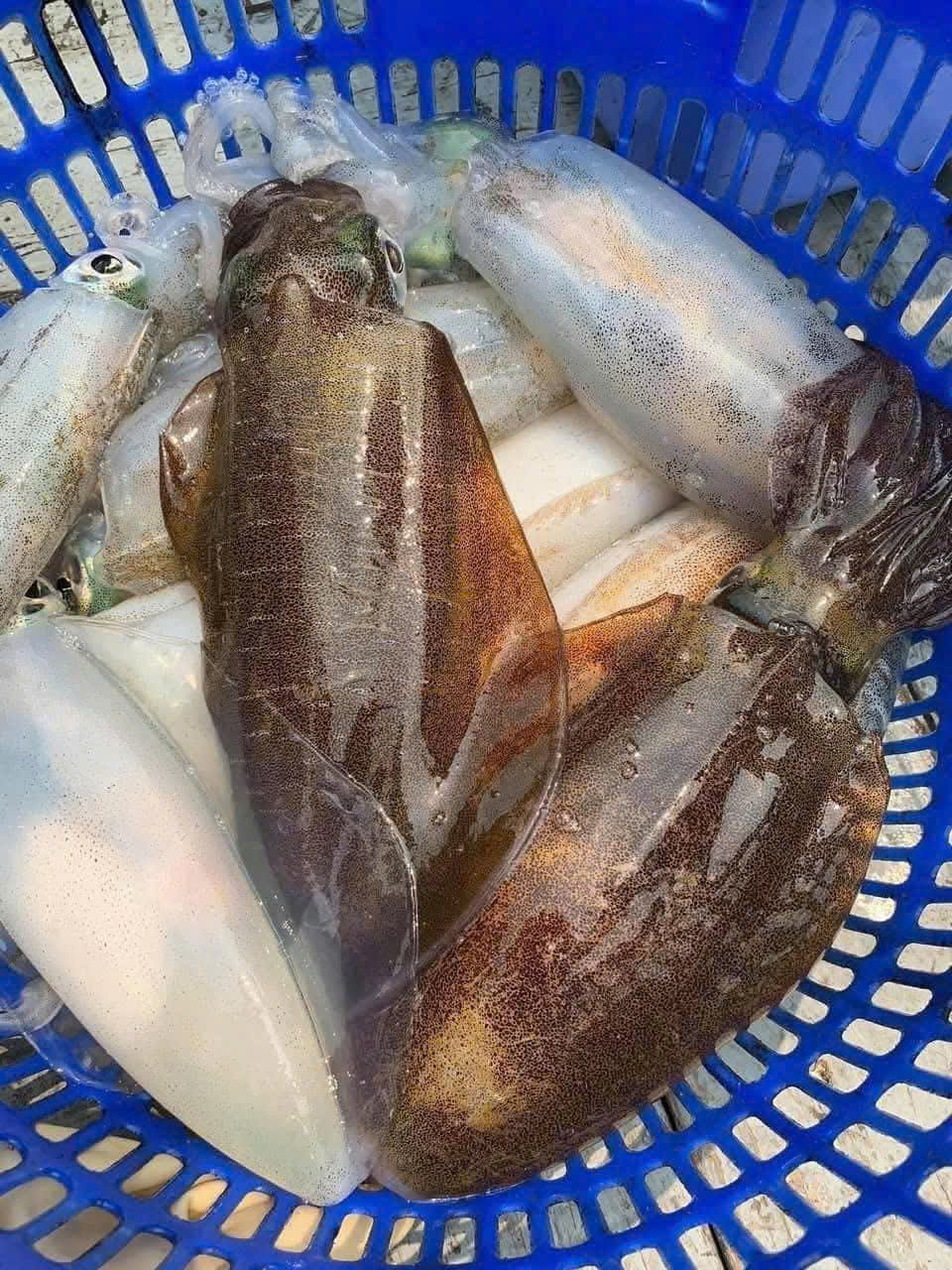 Mực lá tươi
